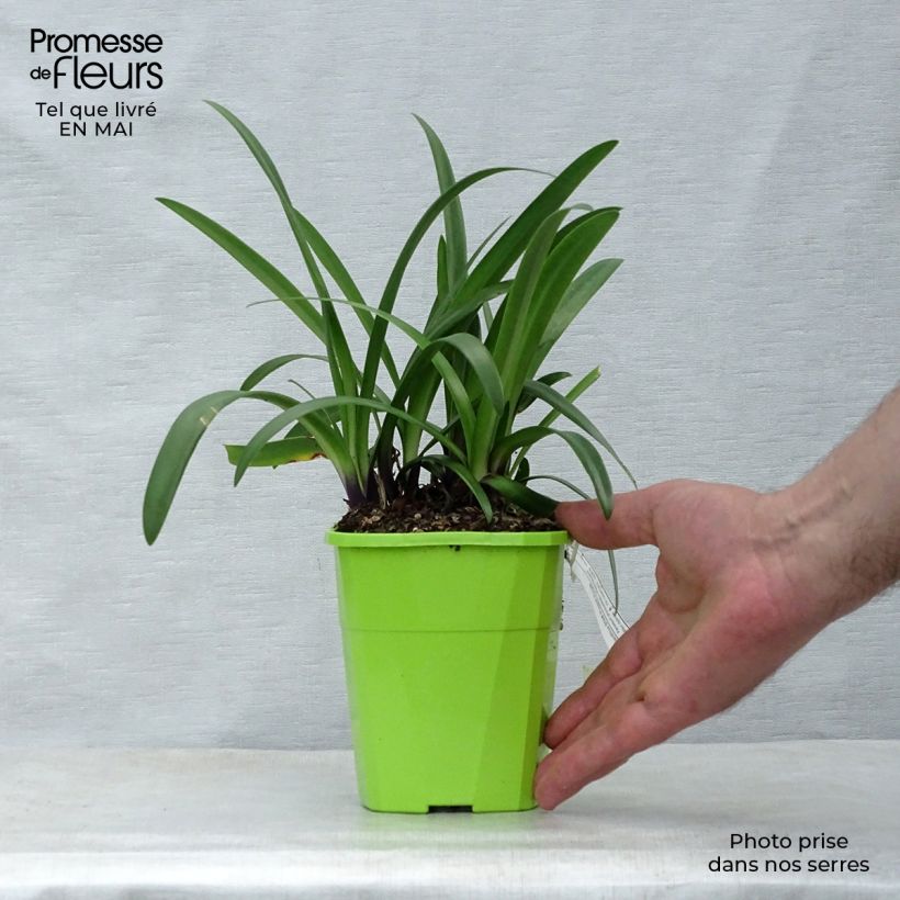Spécimen de Agapanthe hybride Poppin' Purple en pot de 1,5L/2L tel que livré au printemps