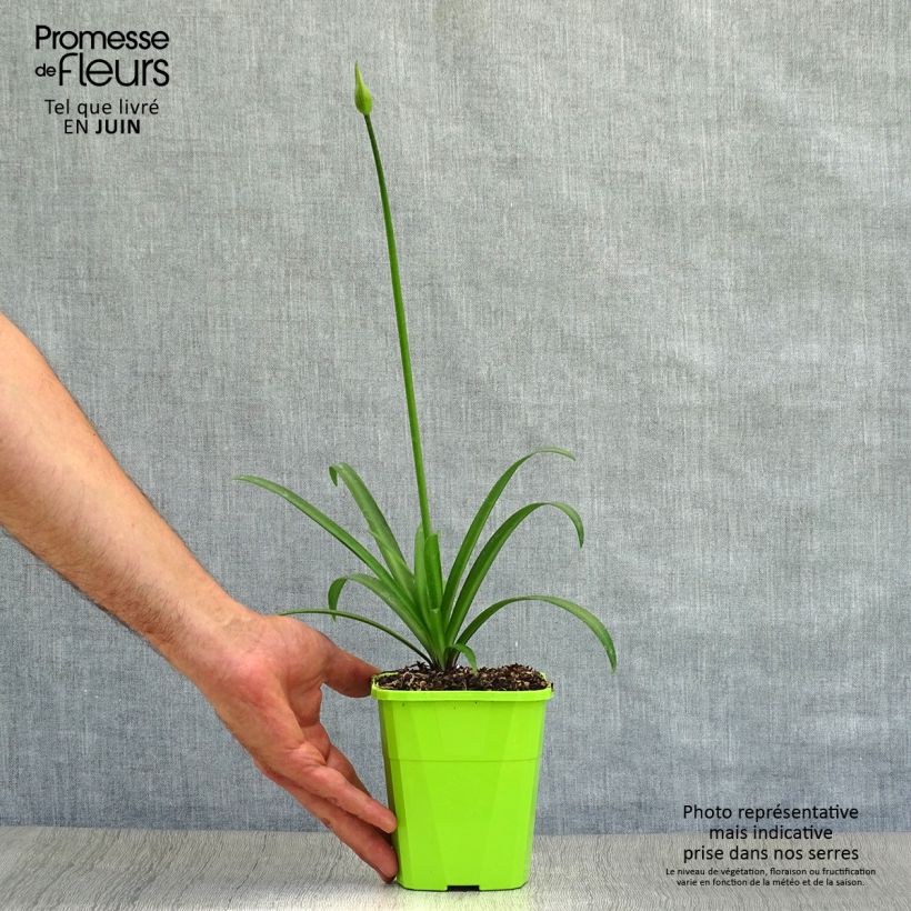 Spécimen de Agapanthe hybride Star Poppin’ Star (AMDB002) Pot de 1L/1,5L tel que livré en été