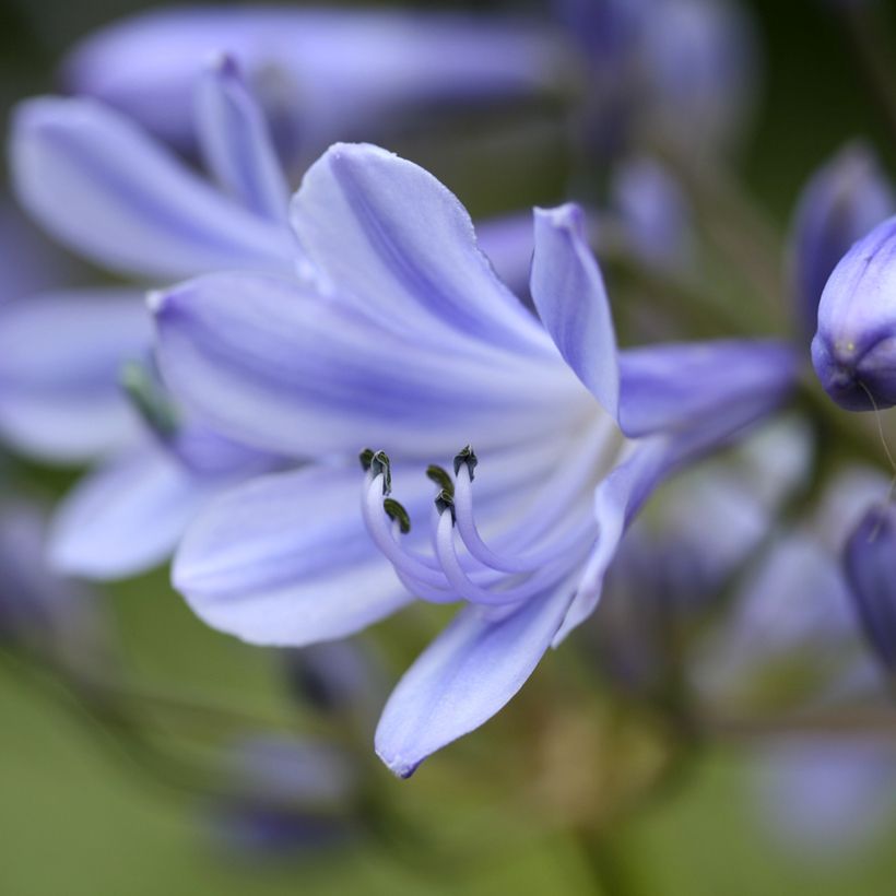 Agapanthe Vallée de la Romanche (Floraison)