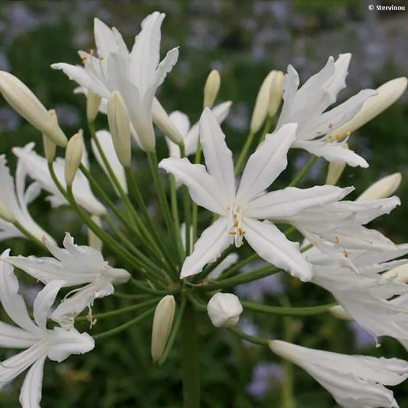 Agapanthe Vallée de la Sarthe (Floraison)