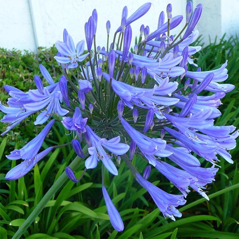 Agapanthe Blue Giant (Floraison)