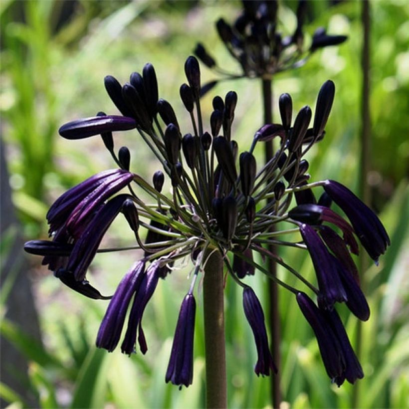 Agapanthe Black Magic (Floraison)