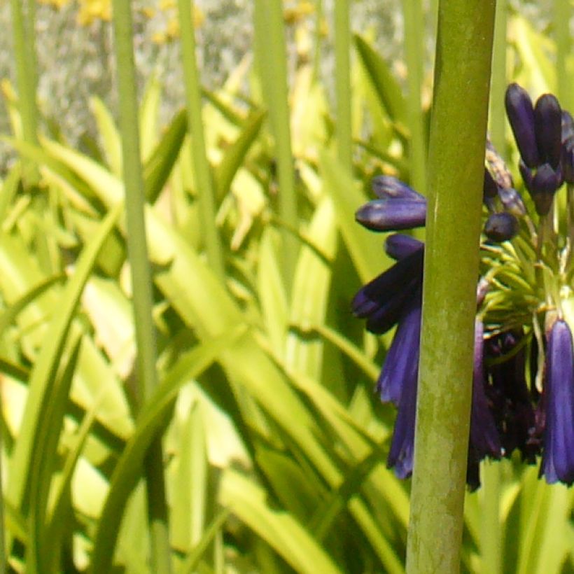 Agapanthe Black Pantha (Feuillage)