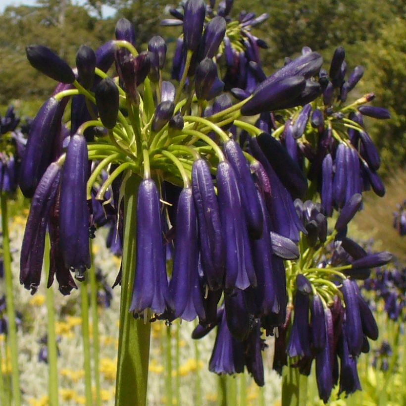 Agapanthe Black Pantha (Floraison)