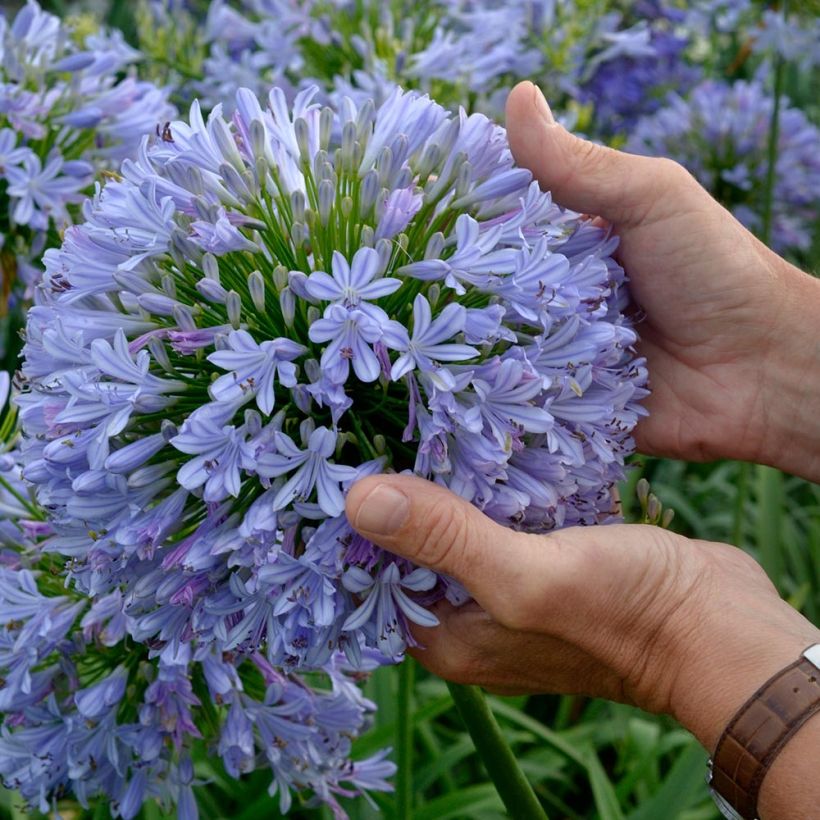 Agapanthe Blue Infinity (Floraison)