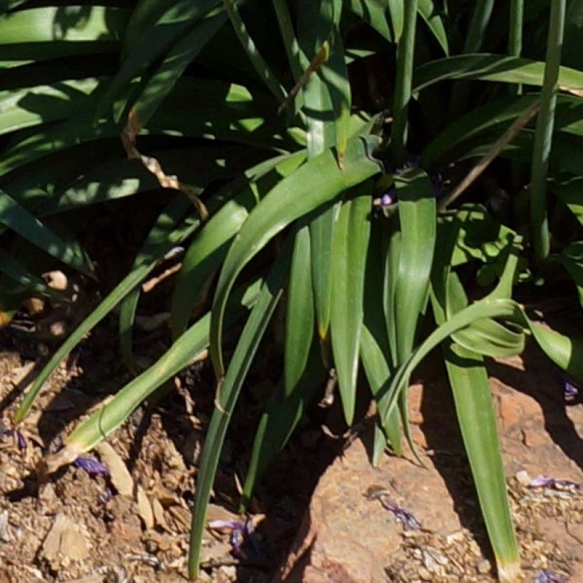 Agapanthe hybride Blue Jeans (Feuillage)