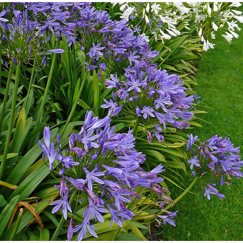 Agapanthe Blue Triumphator (Port)