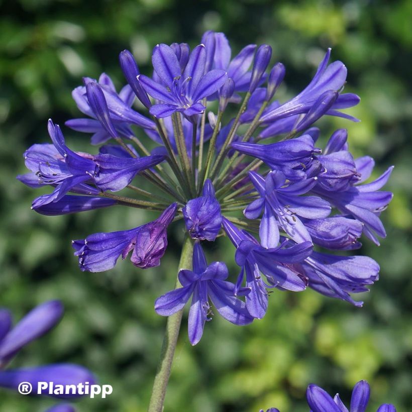 Agapanthe Brilliant Blue (Floraison)