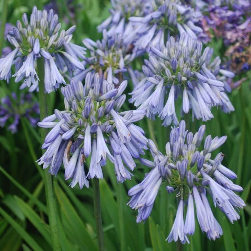 Agapanthe Celebration - Agapanthus (Floraison)