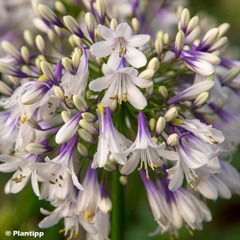 Agapanthe hybride Fireworks (Floraison)