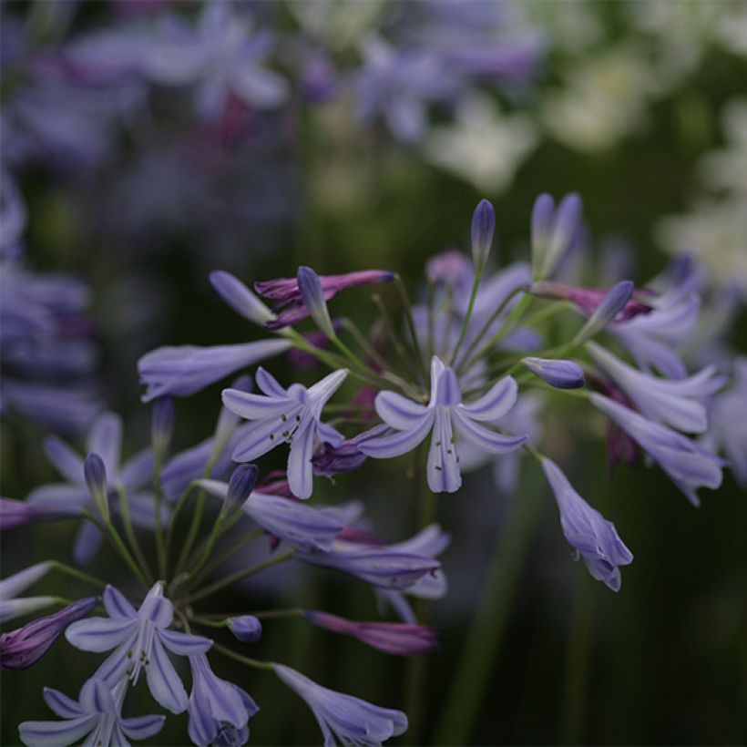 Agapanthe Lapis Lazuli (Floraison)