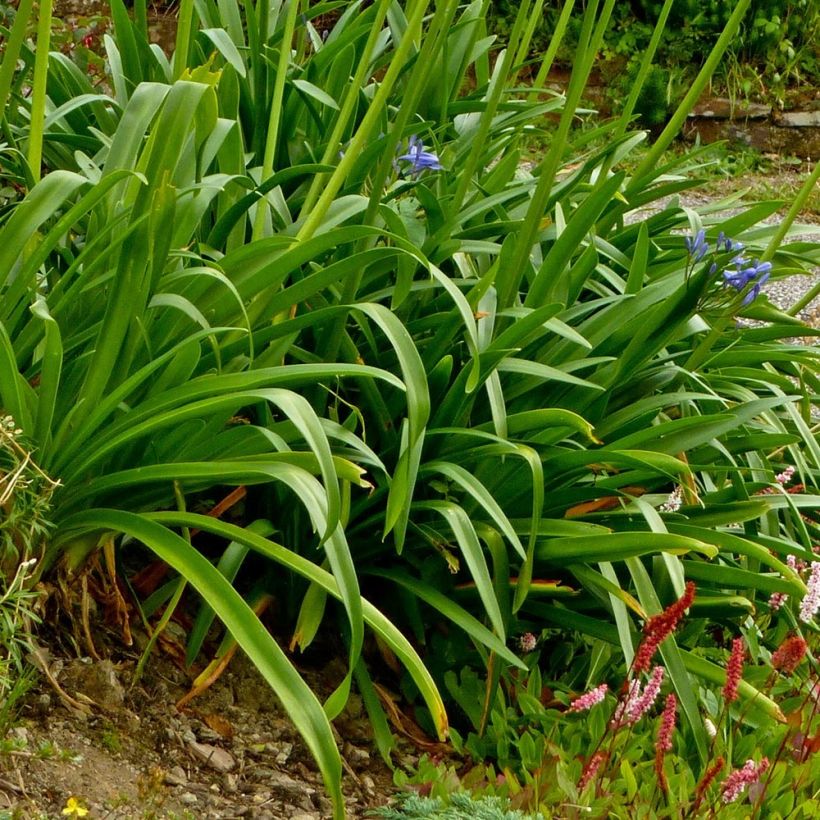 Agapanthe Pretty Sandy (Feuillage)