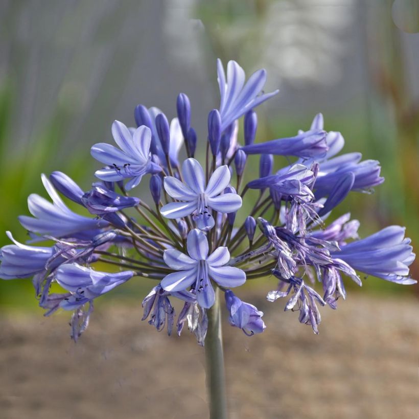 Agapanthe Pretty Sandy (Floraison)