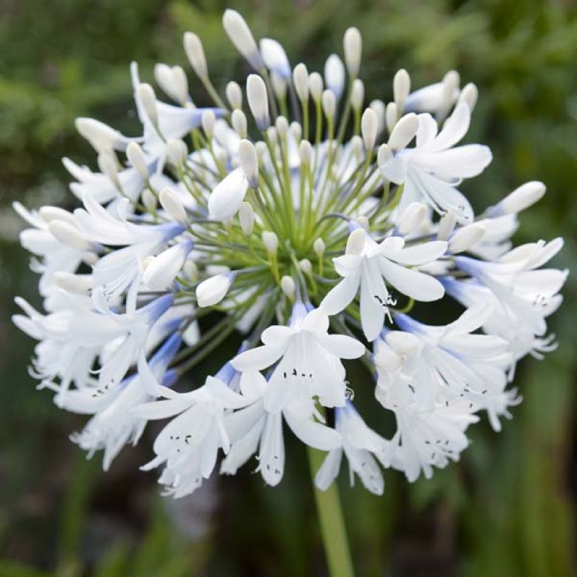 Agapanthe Queen Mum (Floraison)