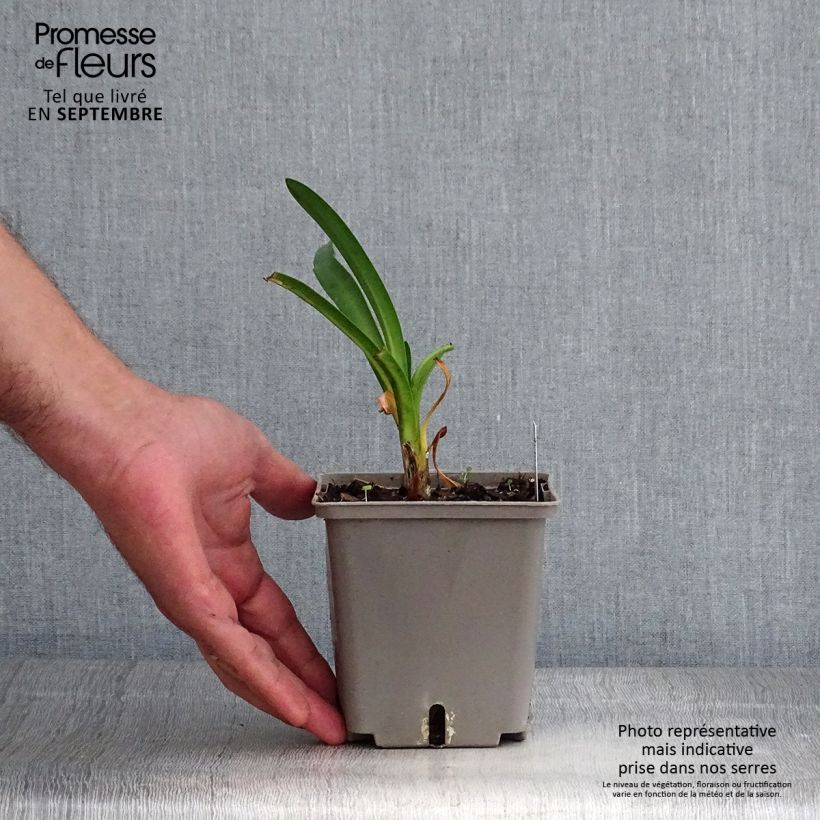 Spécimen de Agapanthe Royal Velvet Pot de 1L/1.5L tel que livré en automne