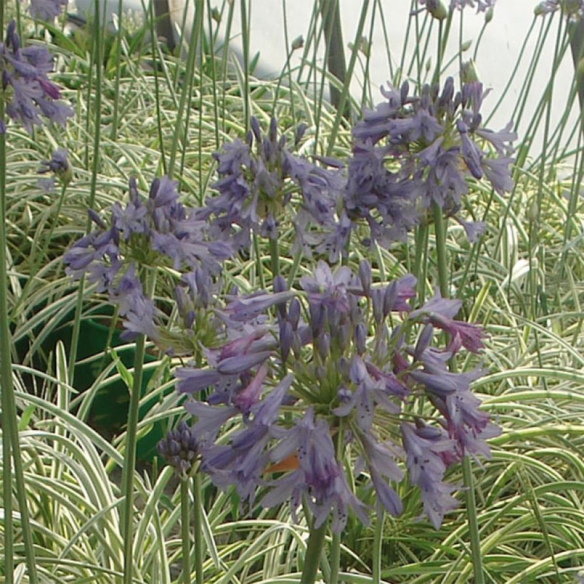 Agapanthe Silver Moon (Floraison)