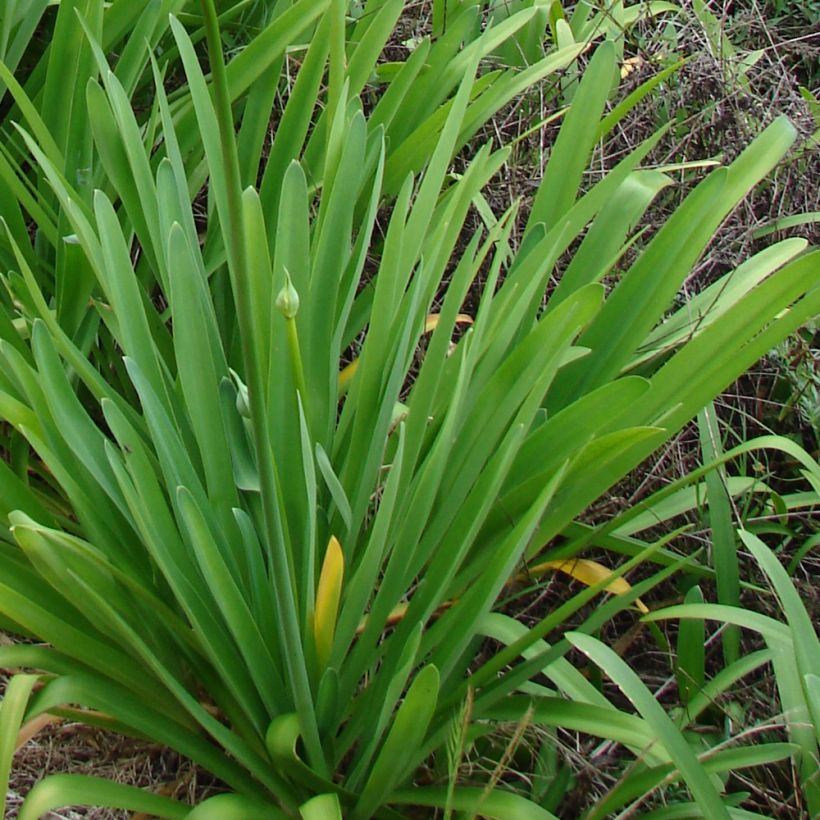 Agapanthe campanulatus var albidus (Feuillage)