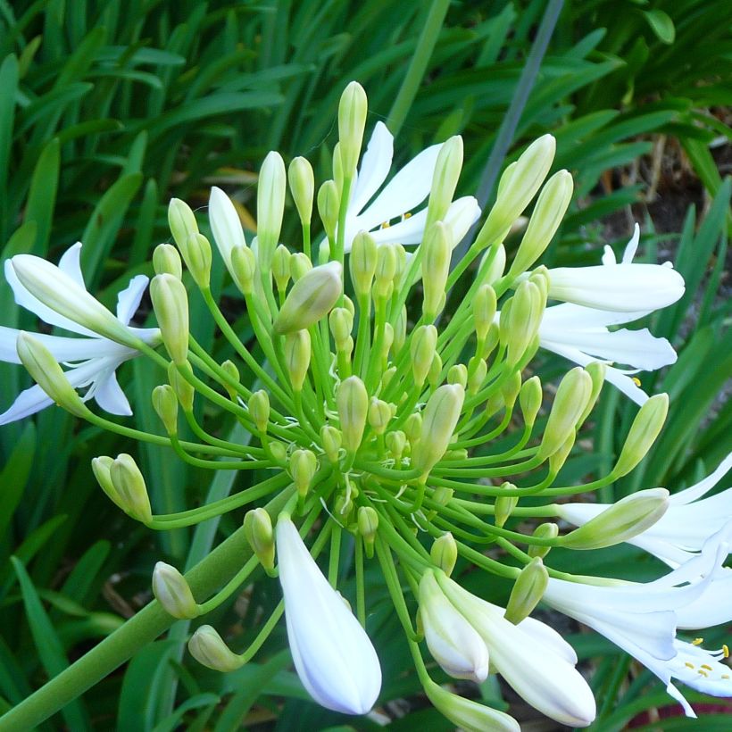 Agapanthe campanulatus var albidus (Floraison)