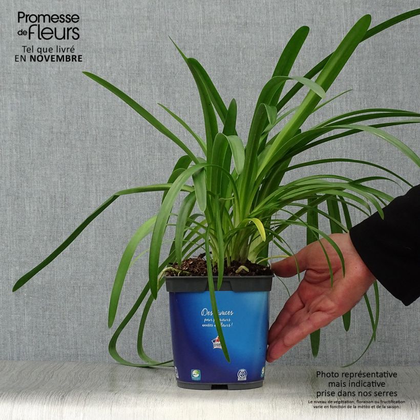 Spécimen de Agapanthe umbellatus (africanus) Pot de 2L/3L tel que livré en automne