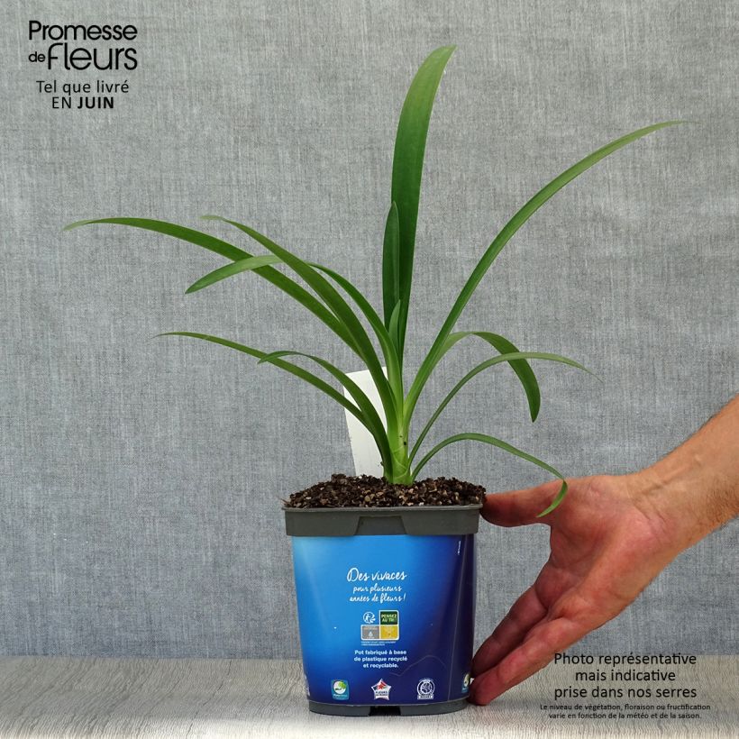 Spécimen de Agapanthe umbellatus (africanus) Pot de 2L/3L tel que livré en été
