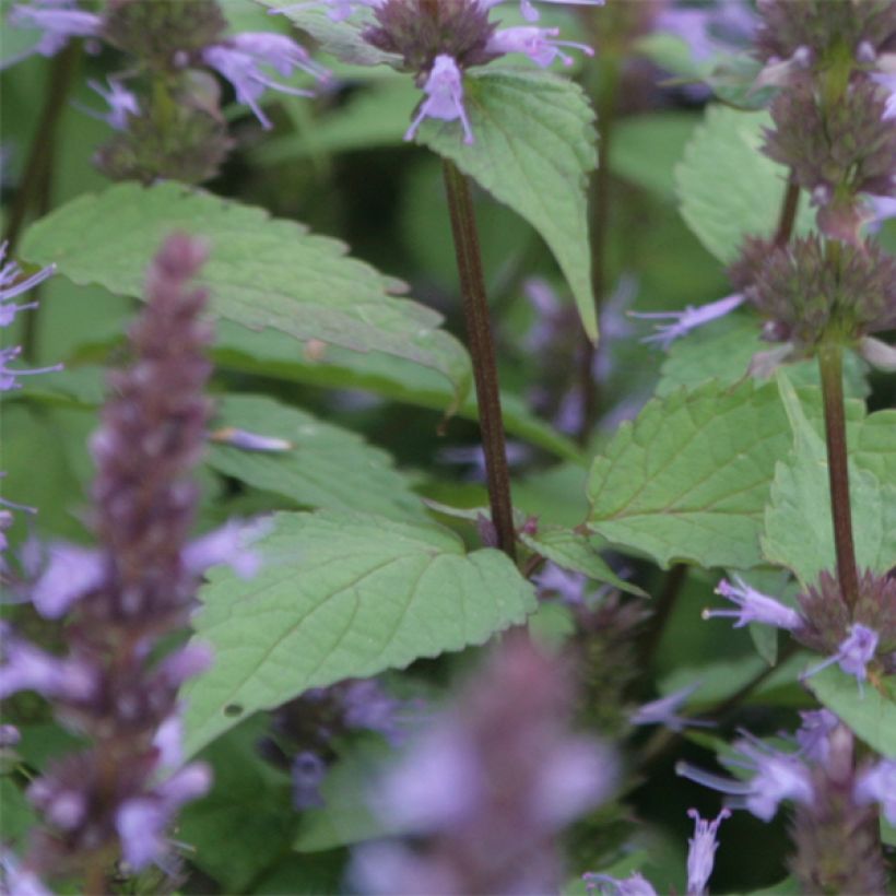 Agastache rugosa After Eight - Agastache rugueuse (Feuillage)