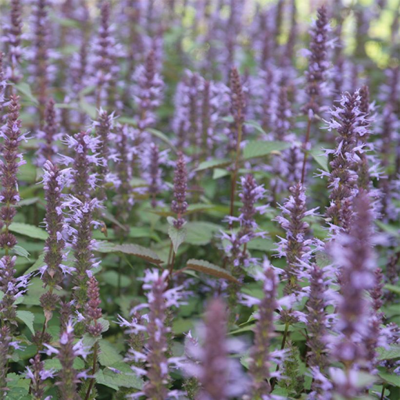 Agastache rugosa After Eight - Agastache rugueuse (Floraison)