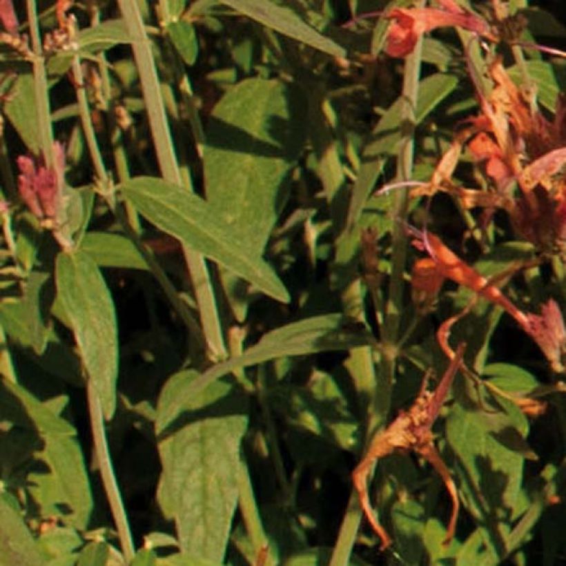 Agastache Barberi Firebird (Feuillage)