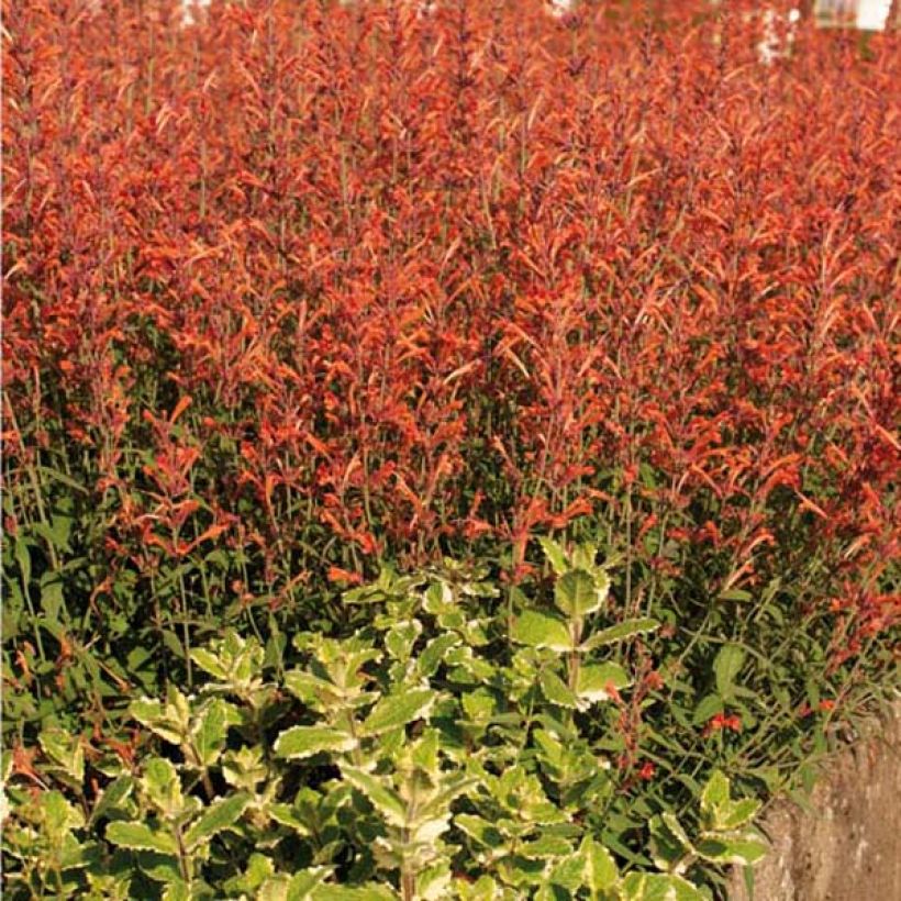 Agastache Barberi Firebird (Port)