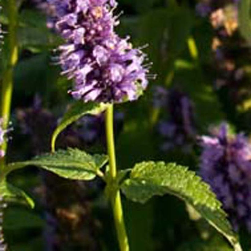 Agastache Black Adder (Feuillage)