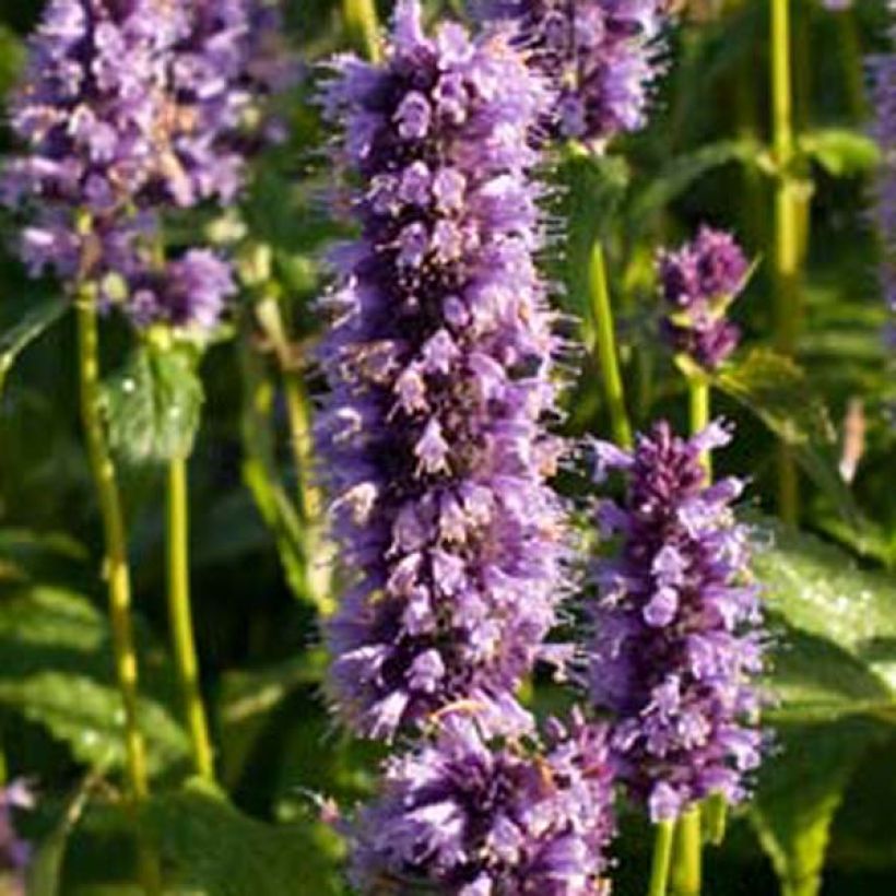 Agastache Black Adder (Floraison)