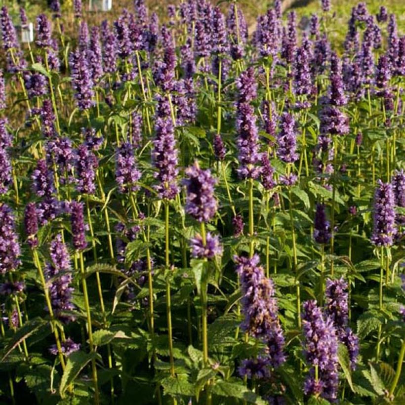 Agastache Black Adder (Port)