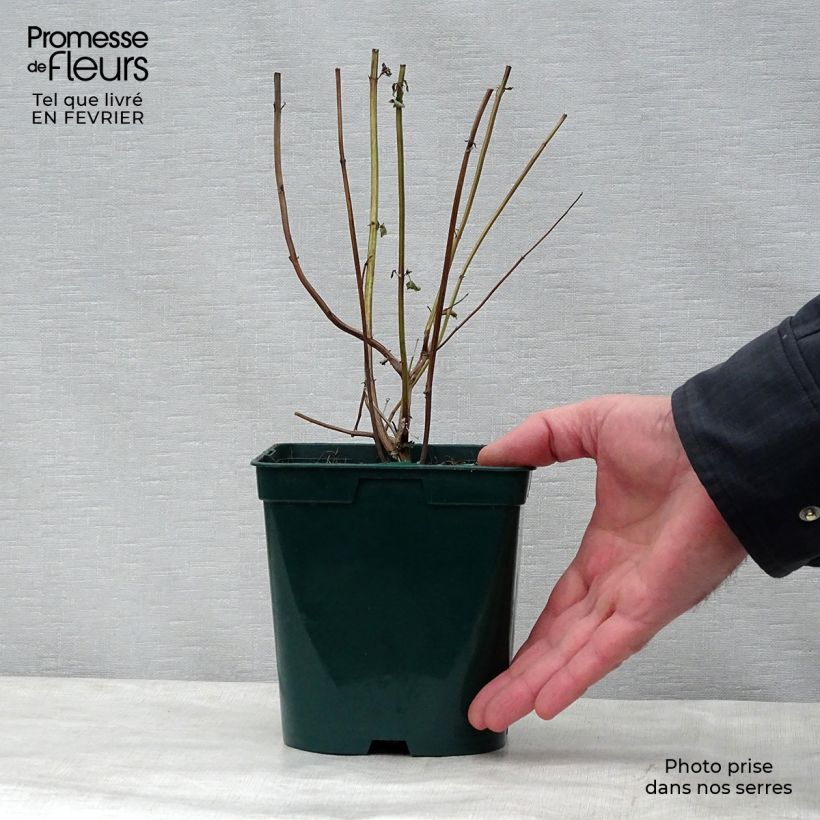 Spécimen de Agastache Black Adder en pot de 2L/3L tel que livré en hiver