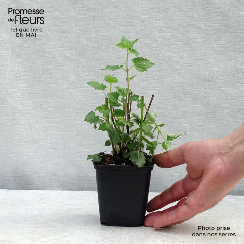 Spécimen de Agastache Blue Boa Godet de 9cm tel que livré au printemps