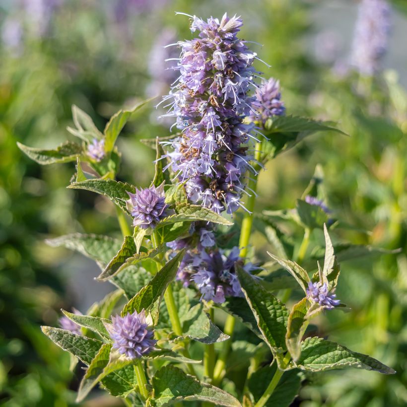 Agastache Blue Boa (Floraison)