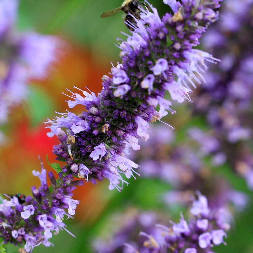 Agastache Blue Fortune (Floraison)