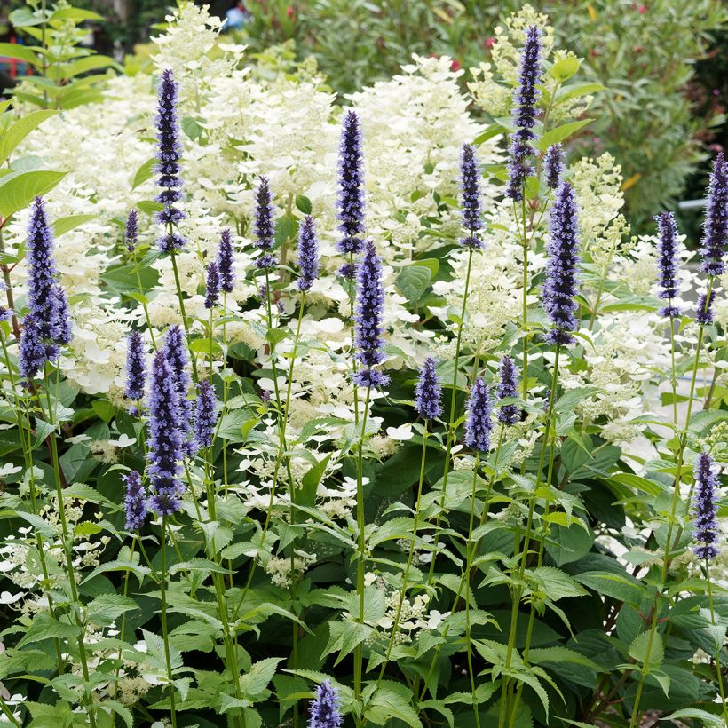 Agastache Blue Fortune (Port)