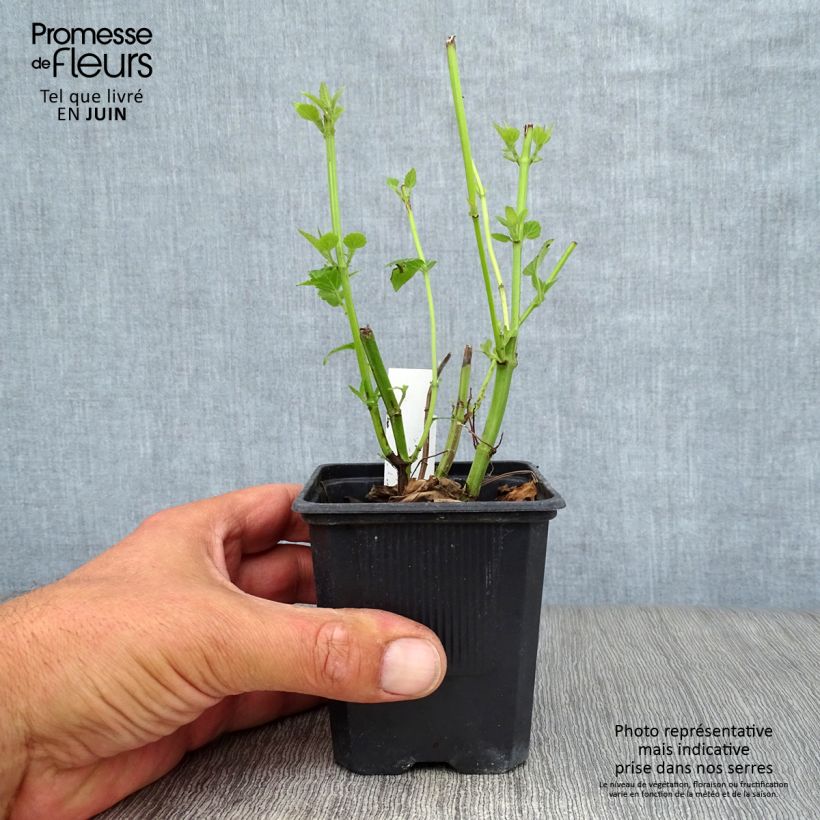 Spécimen de Agastache Blue Fortune Godet de 8/9 cm tel que livré en été