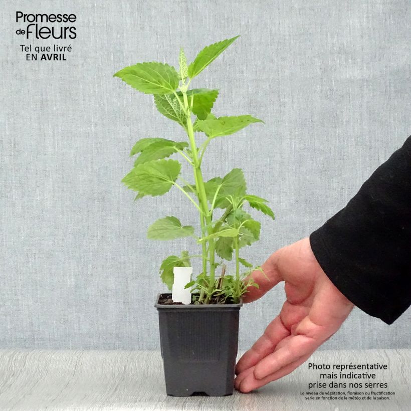 Spécimen de Agastache Blue Fortune en godet tel que livré au printemps