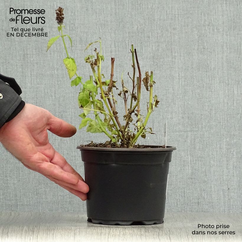 Spécimen de Agastache Blue Fortune tel que livré en hiver