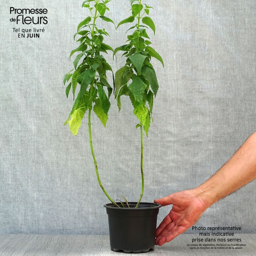 Spécimen de Agastache Blue Fortune Pot de 2L/3L tel que livré en été