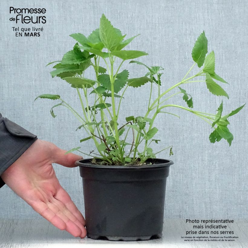 Spécimen de Agastache Blue Fortune en pot de 2L/3L tel que livré au printemps