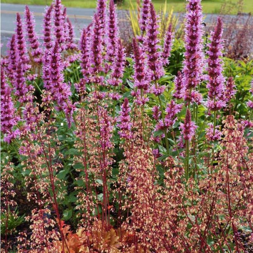 Agastache Cotton Candy - Agastache hybride (Floraison)