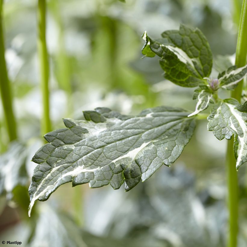 Agastache Crazy Fortune (Feuillage)