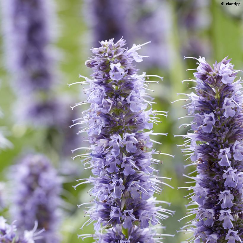 Agastache Crazy Fortune (Floraison)