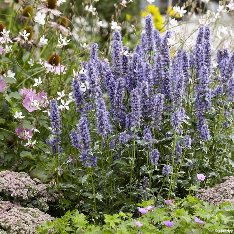 Agastache Crazy Fortune (Port)