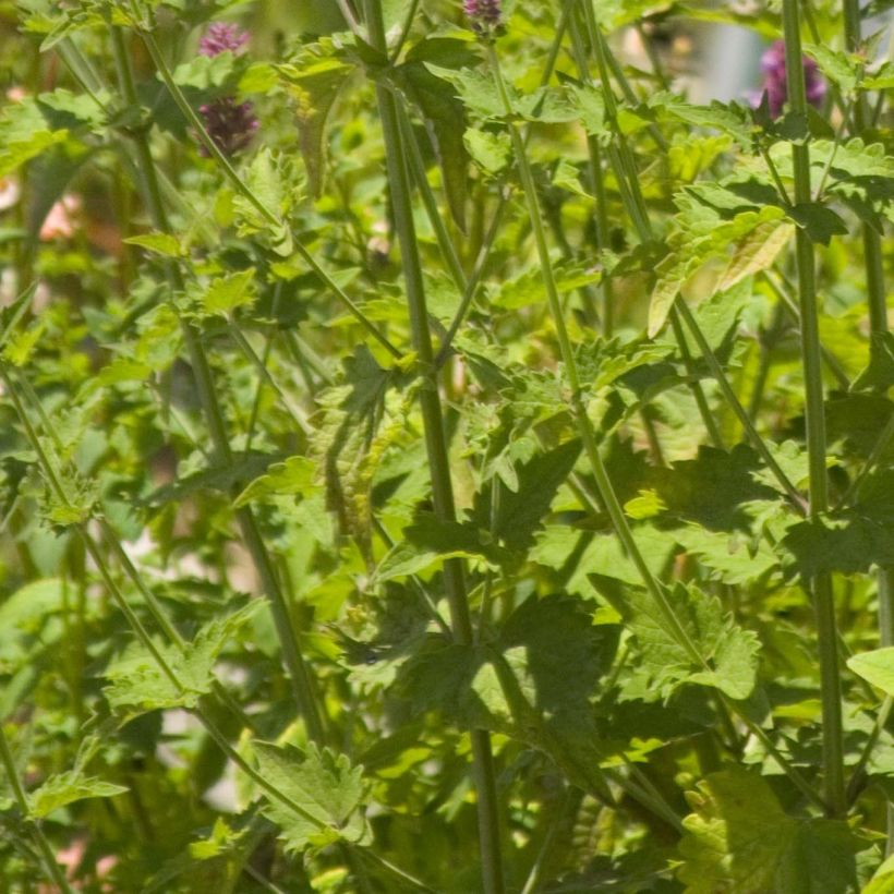 Agastache Globetrotter - Agastache (Feuillage)