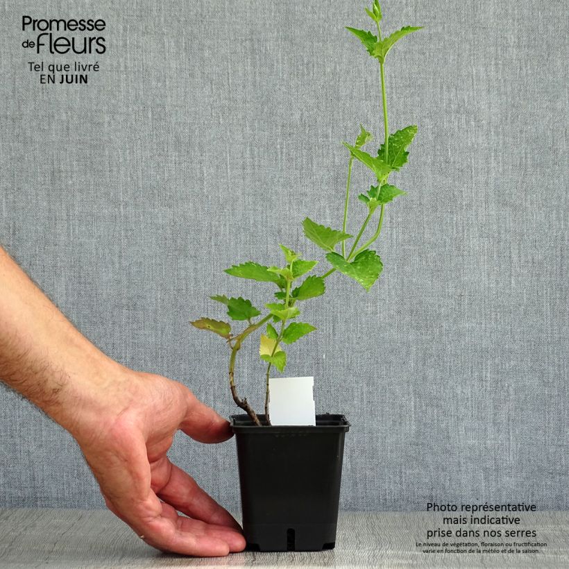 Spécimen de Agastache Globetrotter - Agastache Godet de 8/9 cm tel que livré en été