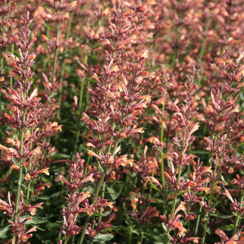 Agastache Kolibri (Floraison)