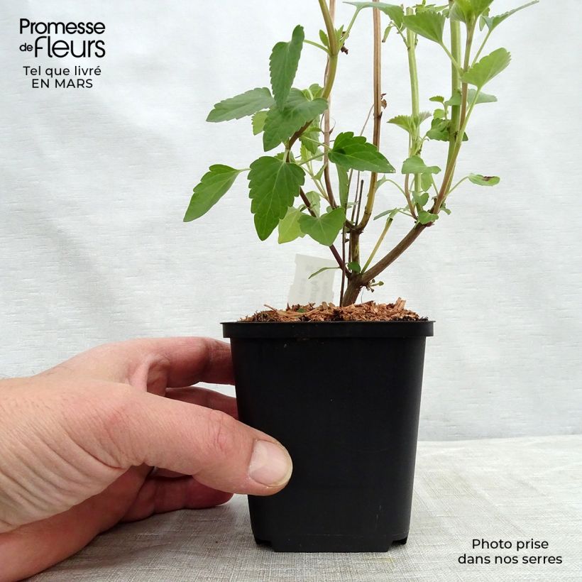 Spécimen de Agastache Kolibri Godet de 9cm tel que livré au printemps