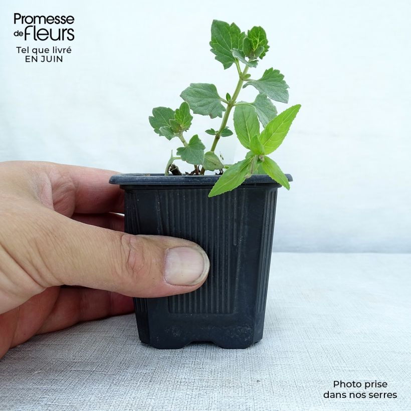 Spécimen de Agastache Kudos Ambrosia Godet de 8/9 cm tel que livré en été